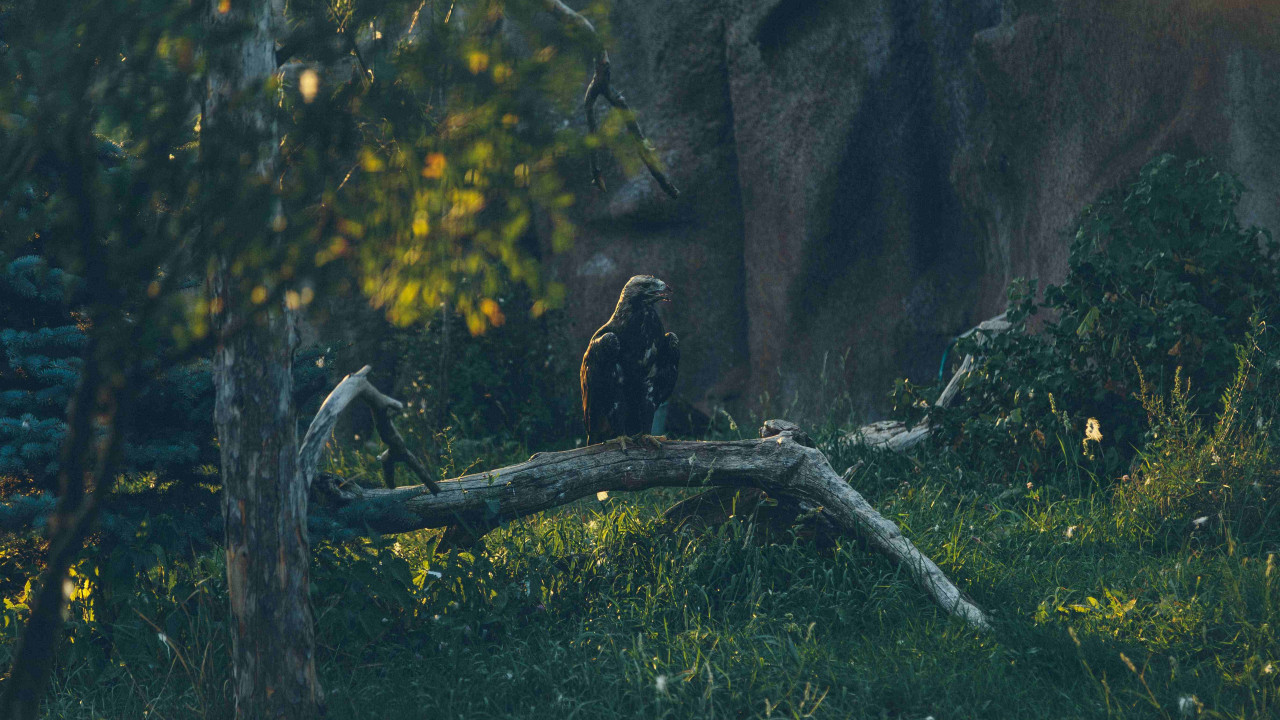 Wiedźmin: Ścieżka Przeznaczenia - Ronin już wkrótce w sklepach